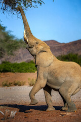 Elephant eating in the wild in Namibia Africa