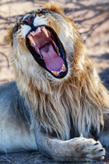 Male lion roaring in the wild in Namibia Africa