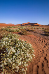 Sossusvlei sand dunes in Namibia Africa