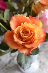 orange single rose