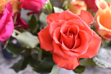 single coral rose