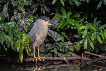 socó-dorminhoco (Nycticorax nycticorax)