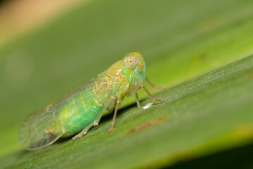 Cigarrinha verde Cicadidae