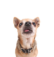 Wide angle of a cute chihuahua with his tongue out isolated on a white background studio shot
