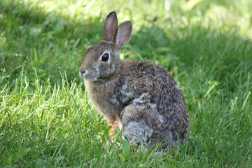 Rabbit sitting in grass
