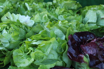 Green and purple lettuce