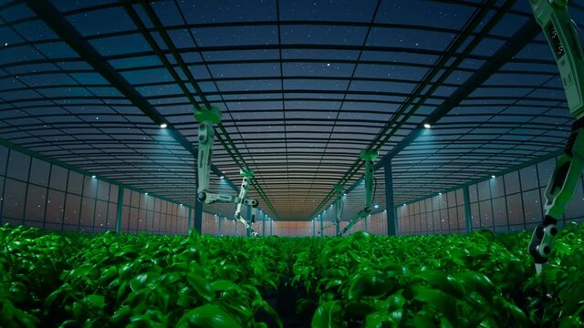 Basil cultivation. Green basil plants are grown by robots on a huge plantation.