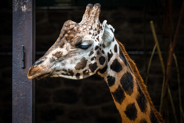 Head image of giraffe