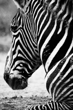 Black and white image of a Zebra head