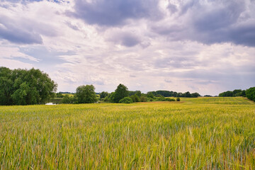 Fototapeta premium idyllic field with lake in the background