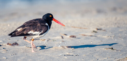 bird, nature, oystercatcher, animal, black, beach, wildlife, beak, seagull, sea, birds, gull, water, shore, lapwing, ocean, white, feathers, fly, wing, plover, red beak, shadow, sand