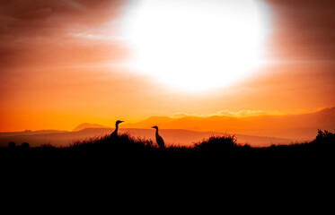 silhouette of a person in the sunset