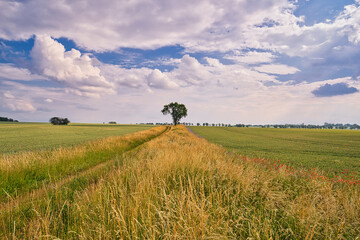 idyllic field in Brandenburg with beautiful cloudy sky in summer - obrazy, fototapety, plakaty