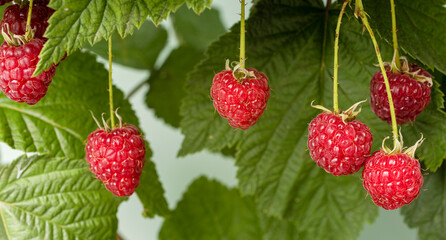 Fresh raspberry wirh leaf. Branch of ripe raspberries in a garden