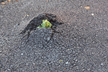 Green fresh sprout growing through the asphalt