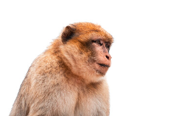 Macaco o mona de Gibraltar