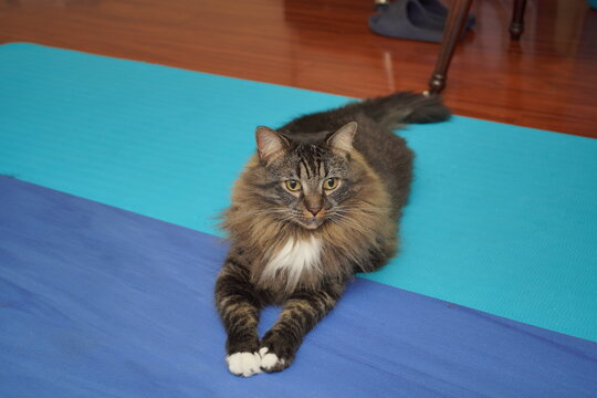 A cute brown cat is on a two color yoga mat