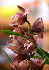 Blooming cymbidium orchid (lat.- Cymbidium)