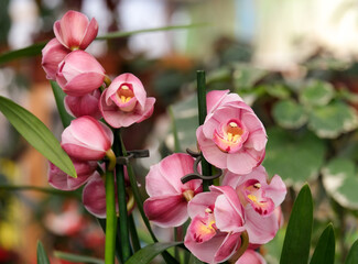 Blooming cymbidium orchid (lat.- Cymbidium)
