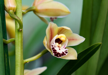 Blooming cymbidium orchid (lat.- Cymbidium)