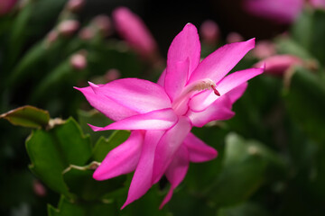 Schlumbergera or Christmas cactus with beautiful flowers
