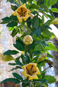 Flower of exotic liana Solandra (Solandra grandiflora)