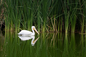 white pelican in the wetland in a park in Mexico City