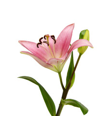 Beautiful Lily flower isolate on white 