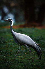 Fototapeta premium Grulla damisela - Grus virgo