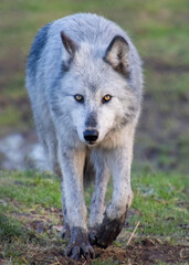 Beautiful female timber wolf walking