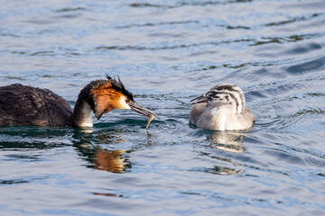 Australasian Crested Grebe in New Zealand
