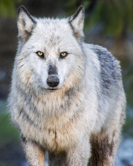 Beautiful female timber wolf autumn portrait