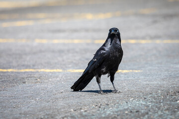 Photograph of a black crow walking on the ground