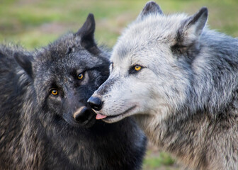 Mother and cub timber wolf showing affection
