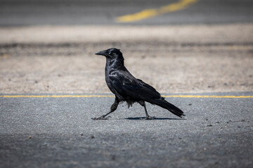 Photograph of a black crow walking on the ground