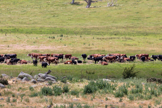 Photograph of a herd of cattle in an agricultural field in Australia
