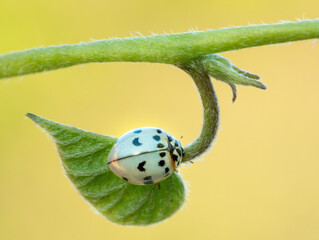 White ladybird and an out of focus background
