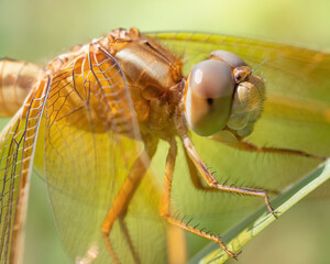 Globe Skimmer with a green background
