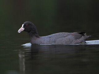 Eurasian coot glides across the water