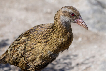Buff Weka Endemic Rail of New Zealand