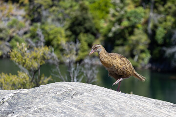 Buff Weka Endemic Rail of New Zealand