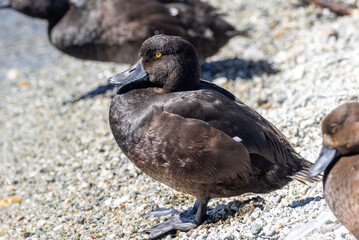 New Zealand Scaup Duck