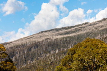 Photograph of alpine trees above the timberline in the Snowy Mountains in Australia