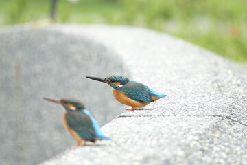 Common Kingfisher.