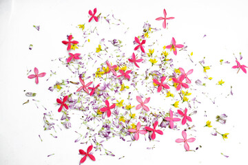 Petal of flower on white background