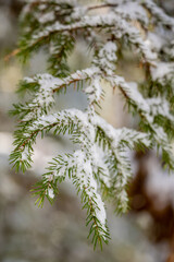 Tips of Snow Covered Pine Branches