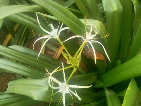 Hymenocallis littoralis plant 
