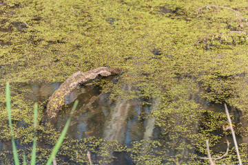 small river in the forest