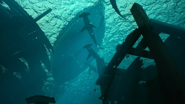 Animation of a large group of hammerhead sharks slowly swimming in the ocean.