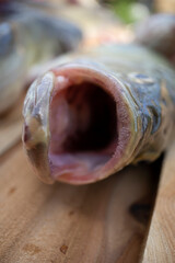 Close up of large open mouth bass 